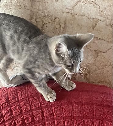 Dişi, Yaxşı əllərə, Ünvandan götürmə