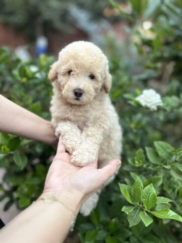 где можно купить собаку мальтипу: Пудель, С прививками — 1