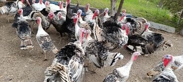 Məhsul: Hind quşları (hindi sürüsü)

Təsvir:
- adres beyleqan satilir