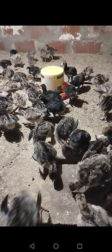 Dişi, Kanada, Ətlik, Ödənişli çatdırılma