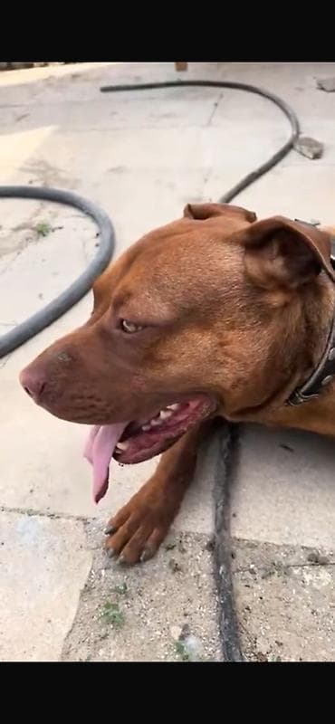 pitbular: Pitbul, Erkek — 4