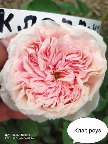 çiyələk şitili: Məhsul: Gül kolları – müxtəlif növ güllər Təsvir: - Seçmə dekorativ — 12