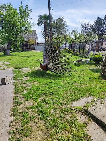 Павлины: Məhsul: Göy tovuz quşu (erkək) və dişi ikisi birlikdə satılır.ikisinin — 4