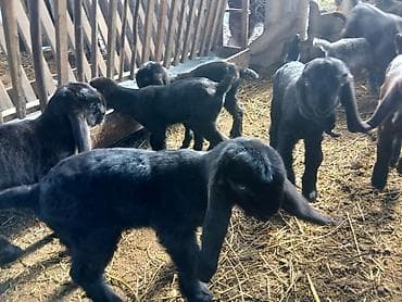 Gəmiricilər: Təmiz hələb çəpişləri. südəmər . erkəkdə var dişidə. heyvanlar — 5