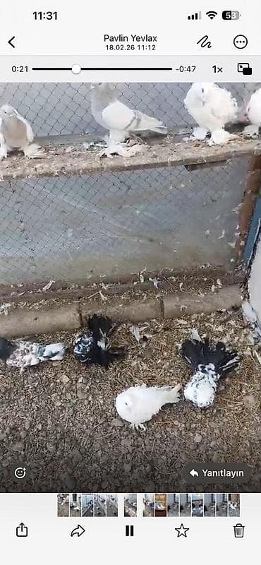 goyercin aliram: Satılır: dekorativ göyərçinlər super quşlardır Deyerinden ucuza — 6