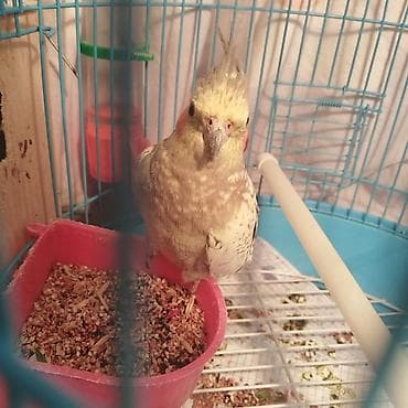 hindusqa: Hazir cüt bala vermeye hazirdilar dele öyrenib ciciquş, aşkım, BABACİK — 3