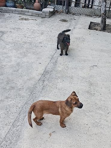 sevimli pisik sekilleri: 6 ay, Erkək, Sənədli, Ünvandan götürmə — 9