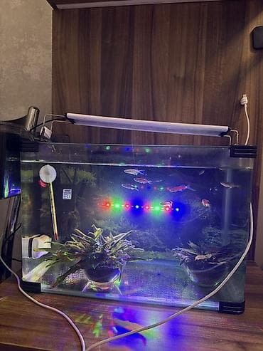 akvarium işığı: Dördbucaq akvarium, Balıqlarla birlikdə, 35 l, Ünvandan götürmə — 3