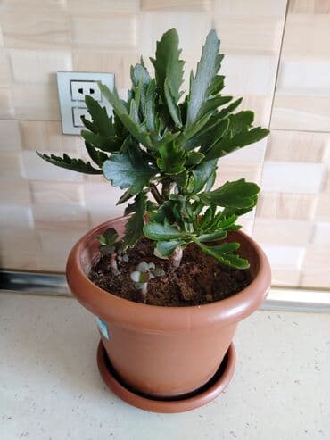 ağacların dərmanlanması: Otaq bitkiləri — 15