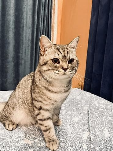 heyvan satışı: Tabbi, Yaxşı əllərə — 3