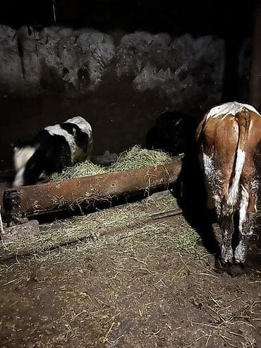 cins buzovların satışı: Mal-qara – buzovlar - Növ: 3 baş cavan mal (buzov) - Rənglər: al- ağ — 1