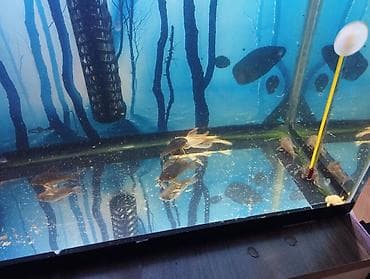 qara rəng: Məhsul: Akvarium üçün albin pleko (Ancistrus) balıqları Təsvir: - — 4