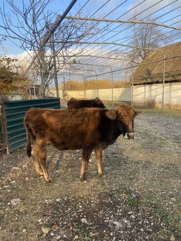 inək şves: Salam, 1ci inək 3cü qarın boğazdır 7 aylığ. İkinci inək, 1ci qarına — 5