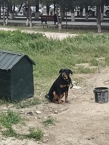 it magazasi: Rotveyler, 5 ay, Dişi, Peyvəndli, Ödənişli çatdırılma — 5