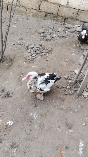 Куры: Самка, | Lal ordek, Для разведения — 6