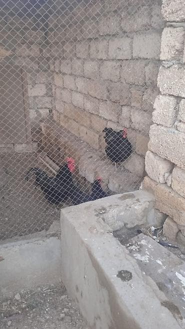 sultan toyuğu: Avstrolop 1 Xoruz . 2 fere ucu bir yerde satilir. fereler yumurtayir — 2