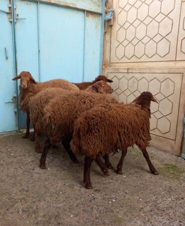 Mal-qara: Ərkək quzular. 8.9 Aylıqdılar — 6