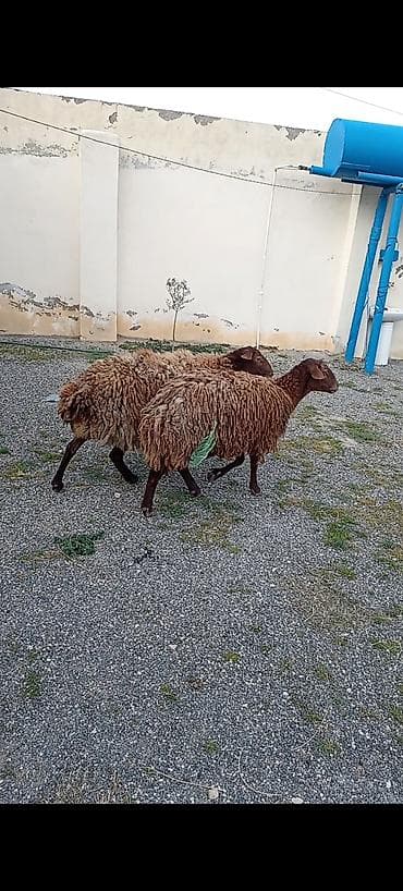 bogaz qoyunlar: Dişi, Qala, il: 1, 50 kq, Damazlıq, Ünvandan götürmə — 4