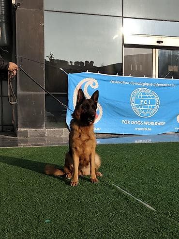 balonka it: Alman çoban iti, 2 ay, Dişi, Sənədli, Ünvandan götürmə — 7
