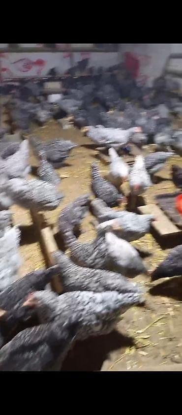 Бараны, овцы: Təmiz qan Xarkov toyuqu xoruzu 2 aylıq isteyen olsa zəng eləsin boş — 3