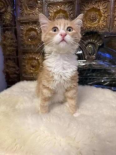 afcarka balasi satilir: Erkək, Yaxşı əllərə — 3