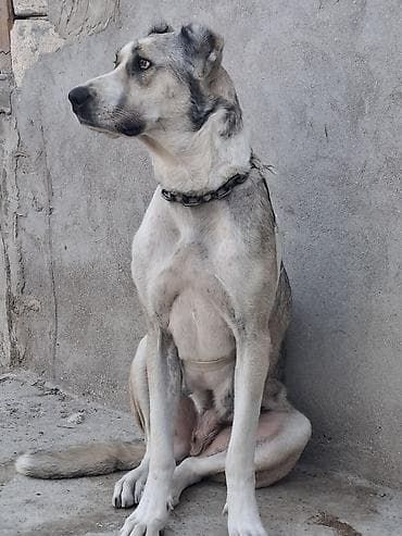 zil qara afcarka: Qurdbasar, 2 il, Dişi, Ünvandan götürmə — 9