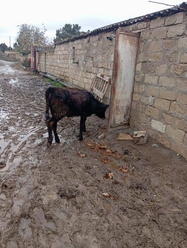 cins inekler azerbaycanda: Məhsul: Dana (qara rəngli, alnında ağ ləkəli) tecili tecili satilir — 4