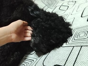 golden retriever satış: Pudel, 1 il, Dişi, Peyvəndli, Ünvandan götürmə — 4
