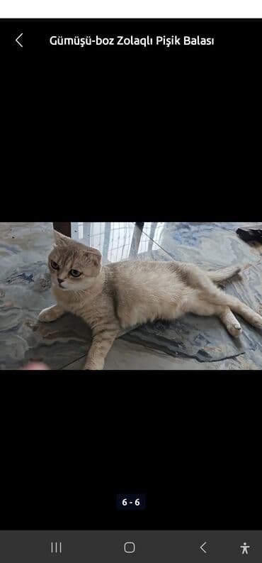 шотландская вислоухая серая: Шотландская, Самка, В добрые руки, Самовывоз, Платная доставка — 8