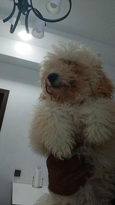 sirin itlerin satisi: Pudel, 3 ay, Dişi — 8