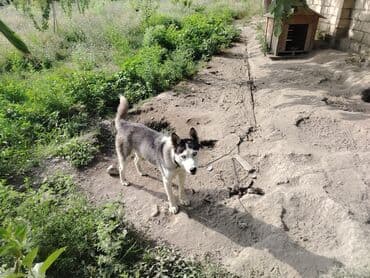 xaski itlər: Xaski, 11 ay, Erkek — 2
