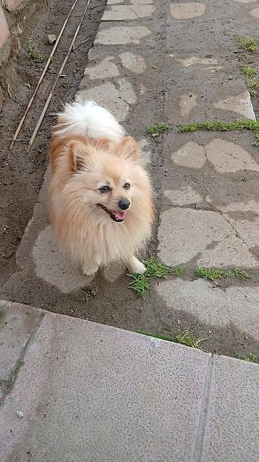 Şpitz, Erkek, Ünvandan götürmə