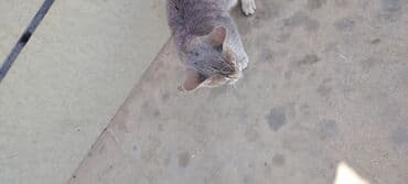 dovşan şekilleri: Tabbi, Yaxşı əllərə — 2