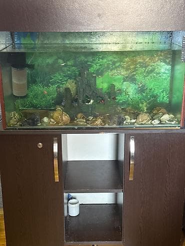 heyvan satışı: İcinfe 15 eded balig aksesuarlar skafi dasdar hava filtiri su — 1