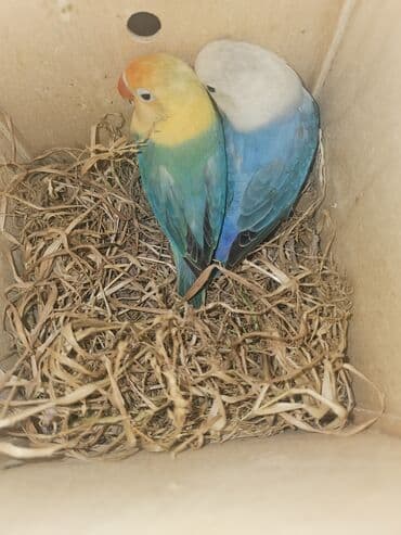 pitbul bala: Fişer cütü satılır bala veribler cütü 450 m bala vermeye hazırlaşırlar — 3