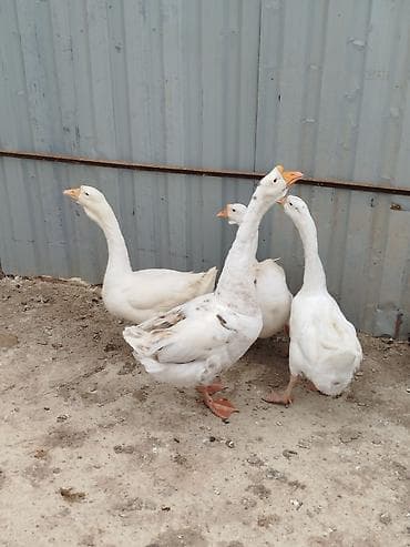 kənd cücəsi: Yumurtlayan qazlardır - Növ: ağ yerli qazlar (narıncı dimdik və — 2
