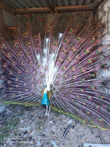 atla eşşəyin cütləşməsi: Tovuzquşlari satilir Cutdur Qiymet 400 man cutu Unvan;Mastaga 5131 T — 1