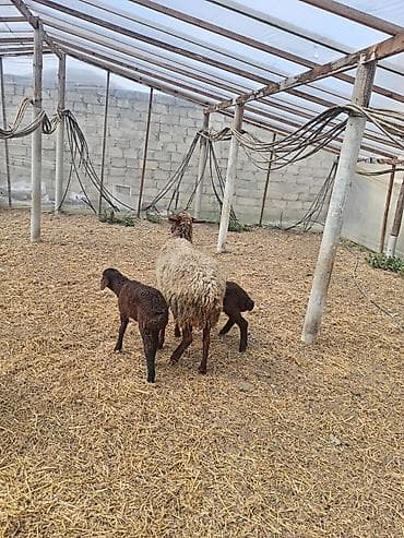 alman qurdu it: Dişi, Qala, il: 1, 50 kq, Damazlıq, Ünvandan götürmə — 6