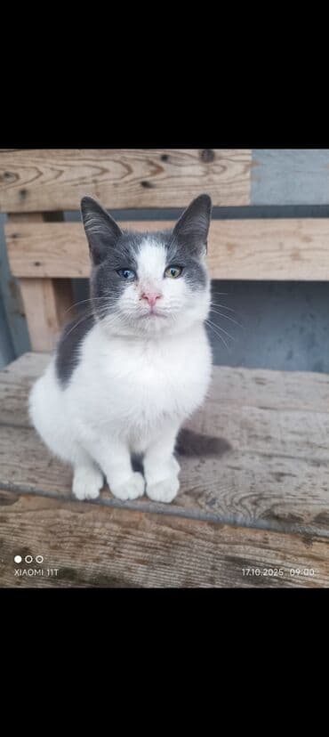 ağ qara pişik: Erkək, Ünvandan götürmə — 2