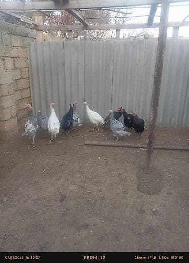 Digər avtomobillər: Erkək, Ətlik — 4