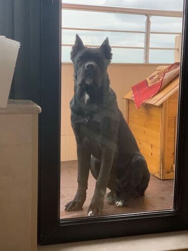 кане корсо цена: Kane-Korso — 4