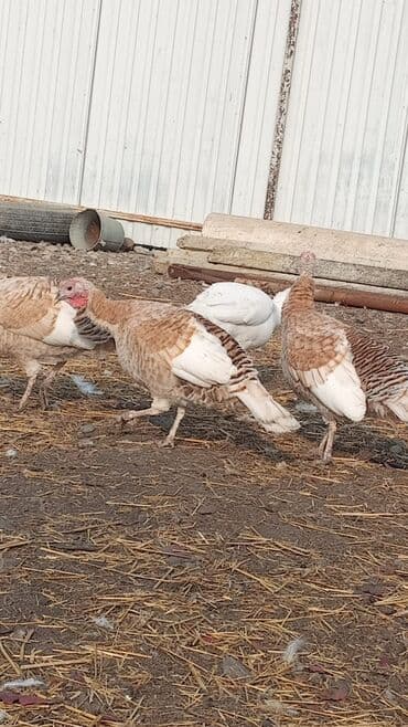 cins ineklerin qiymeti: KƏSİLİB TƏMİZLƏNMİS İNDUSKALAR FƏRƏSİ DƏ VAR XORUZUDA — 2