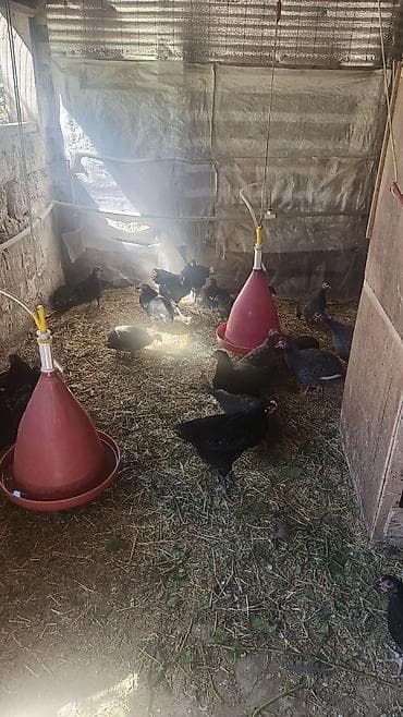 bildircin satisi tap az: Toyuq cücələri, Damazlıq — 3