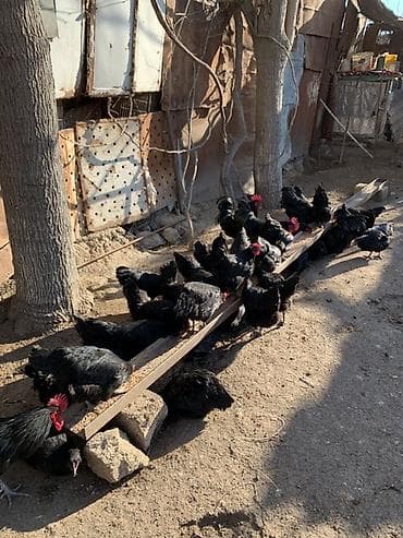 Pişiklər: Toyuq, Australorp, Damazlıq, Ünvandan götürmə — 5