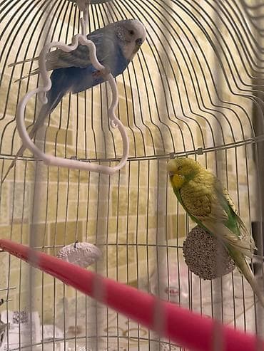 Аквариумы: Dalmatin və sarı-yaşıl rəngli iki dalğıç (büdcəqarışıq) cütü və tam — 6