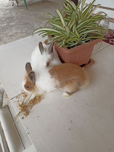 dovşan yuvasi: Iki ədəd karlik dovşan 2 kirpi ilə dəyişdirə bilərəm - Aktiv və — 4