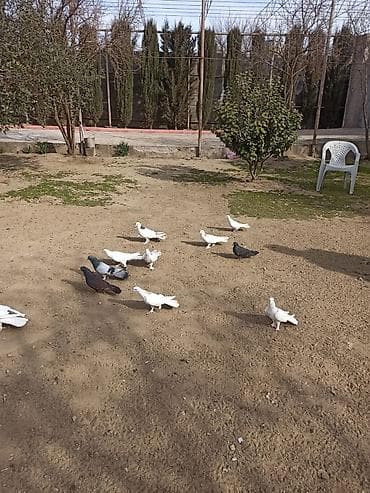 Salam 9 dənə enli quyruq 2 dənə təmiz ıran 11 quş 150 manat ünvan — 8