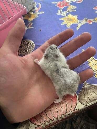 Cücərti rəngli xəzli cırtdan hamster (Djungarian tipli). Kiçik ölçülü