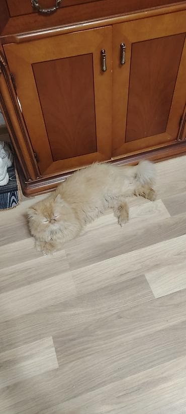 Fars, Yaxşı əllərə