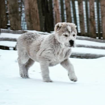 Akvariumlar: Алабай (Alabay) Племенной питомник предлагает щенков среднеазиатской — 5